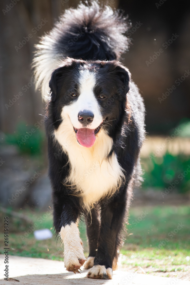 Fototapeta premium Cães