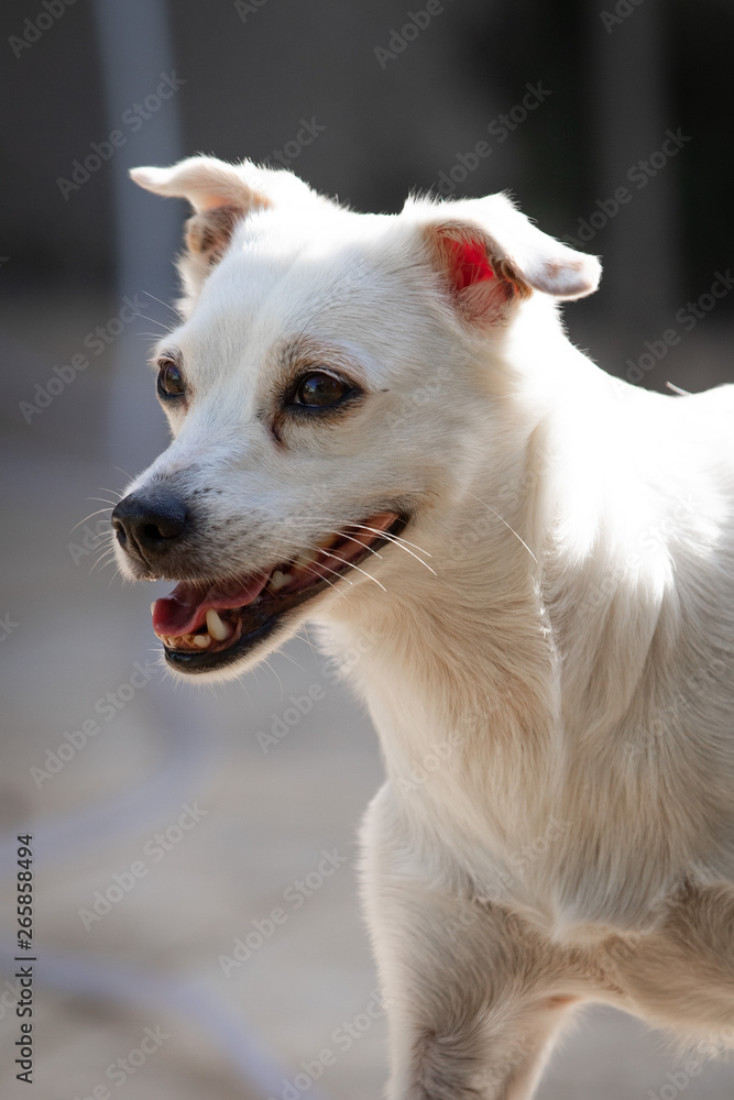 Obraz premium Cães