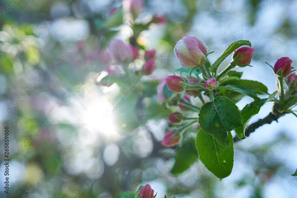 Kwiaty jabłoni w pełnym rozkwicie w piękny słoneczny dzień - obrazy, fototapety, plakaty 