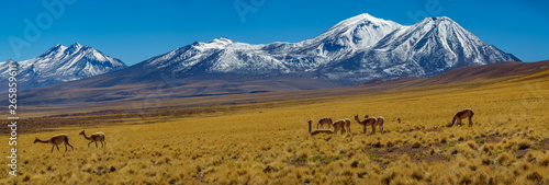 Vicugna vicugna cattle in Atacama high plateau with snow covered volcanoes
