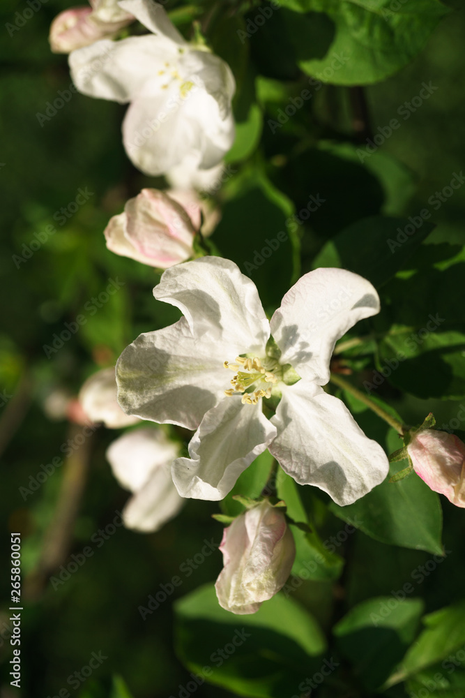 Obraz premium apple tree flowers blossoming in the sunny garden