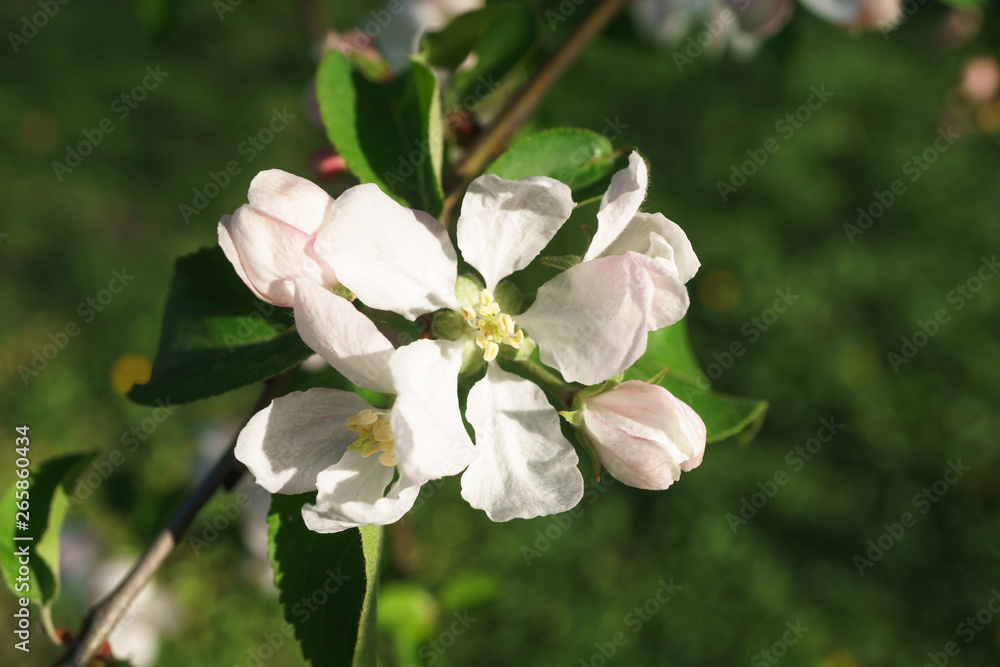 Obraz premium apple tree flowers blossoming in the sunny garden