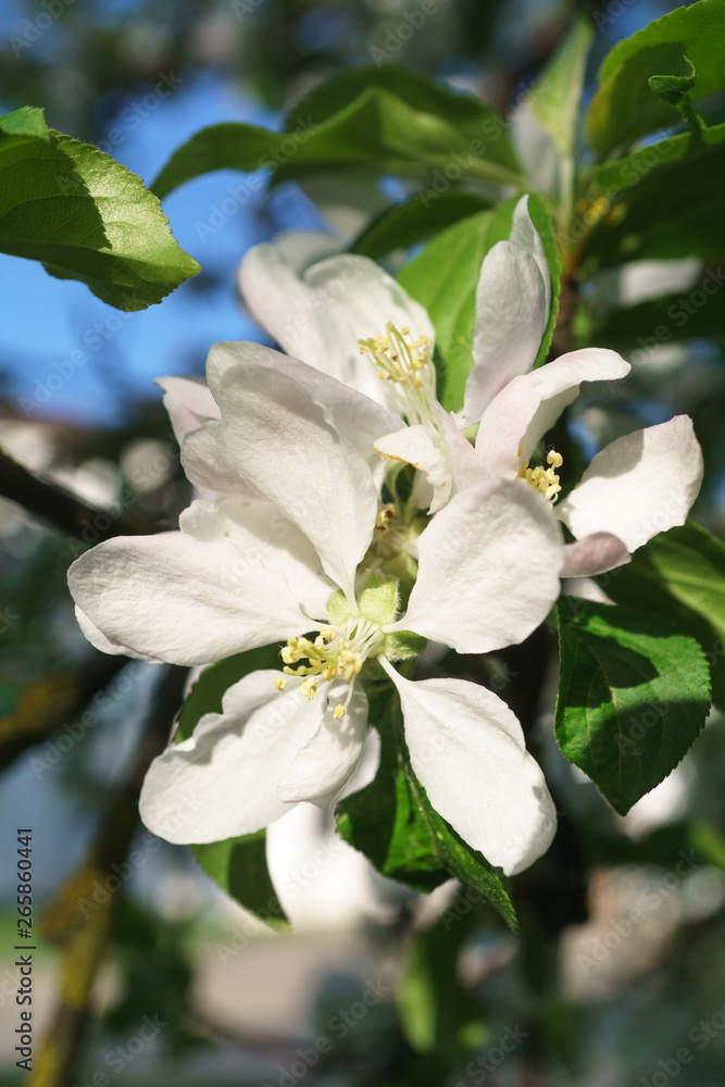 apple tree flowers blossoming in the sunny garden