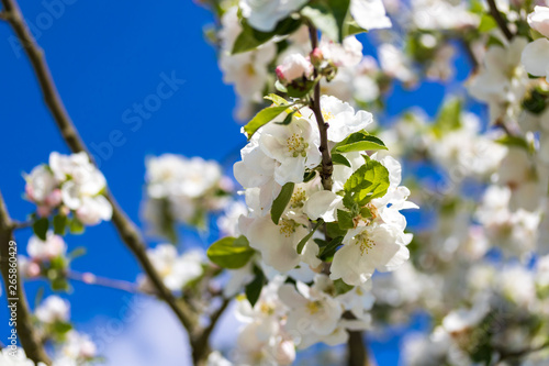 Apfelbaum Zweig mit Blüten vor blauem Himmel und Bokeh