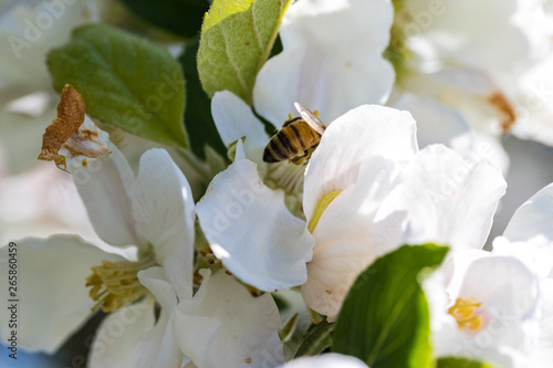 Apfelbaumblüte mit Biene 