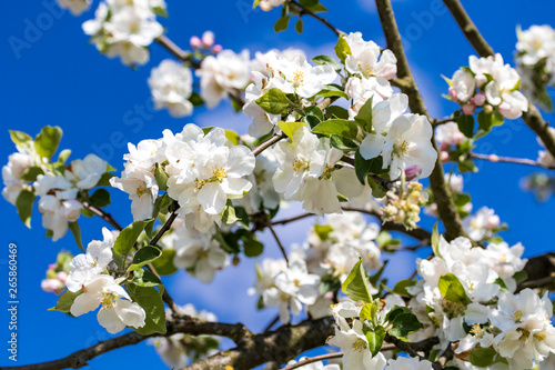Apfelbaum Zweige mit Blüten vor blauem Himmel