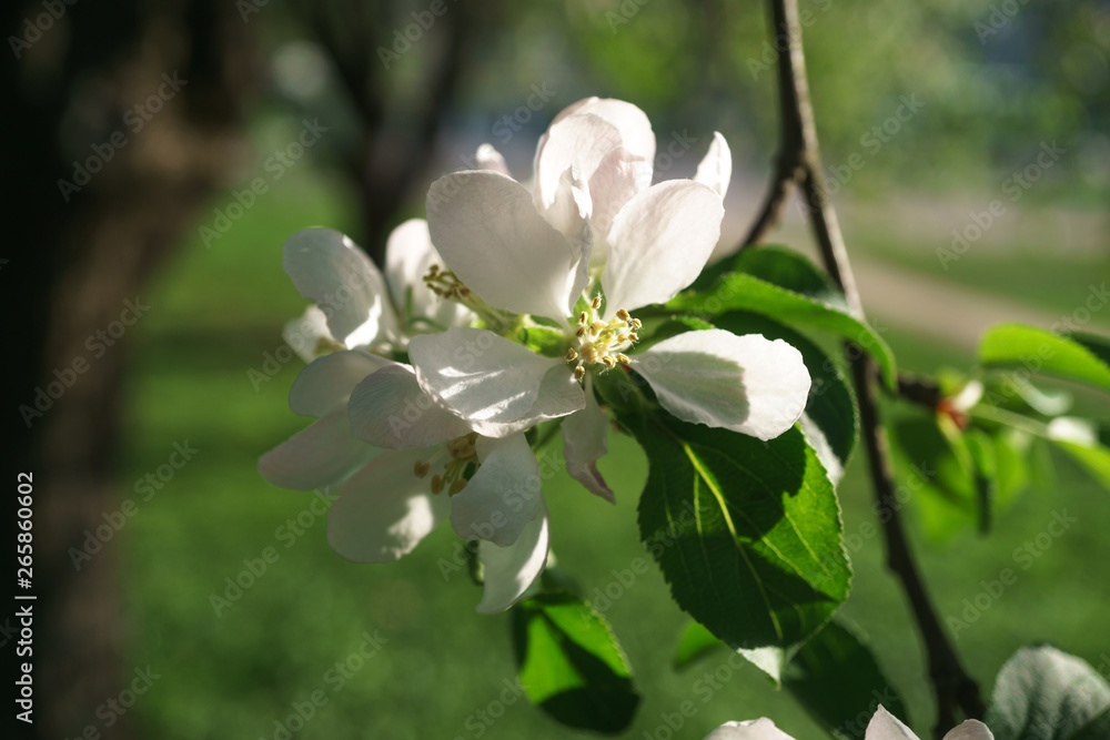 apple tree flowers blossoming in the sunny garden apple tree flowers blossoming in the sunny garden