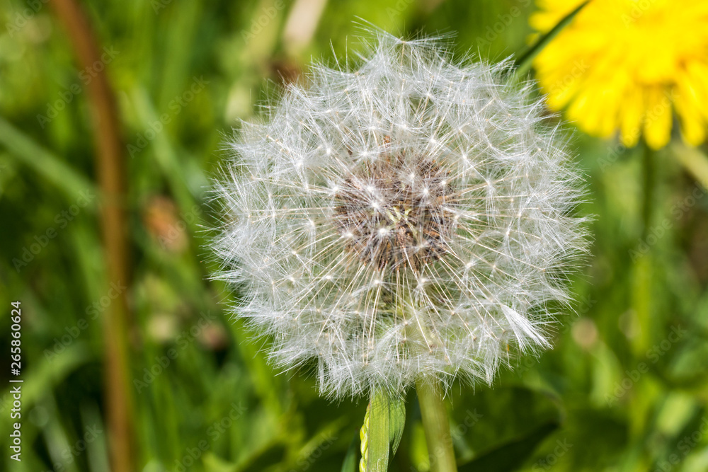 Fototapeta premium Löwenzahn Pusteblume auf Wiese mit Tiefenschärfe