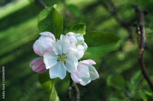 apple tree flowers blossoming in the sunny garden