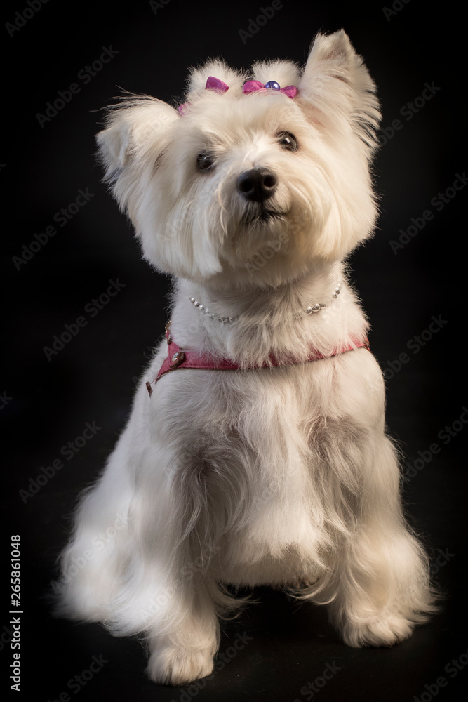 Cães Cães