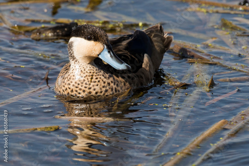 Sarcelle hottentote,.Spatula hottentota, Hottentot Teal photo