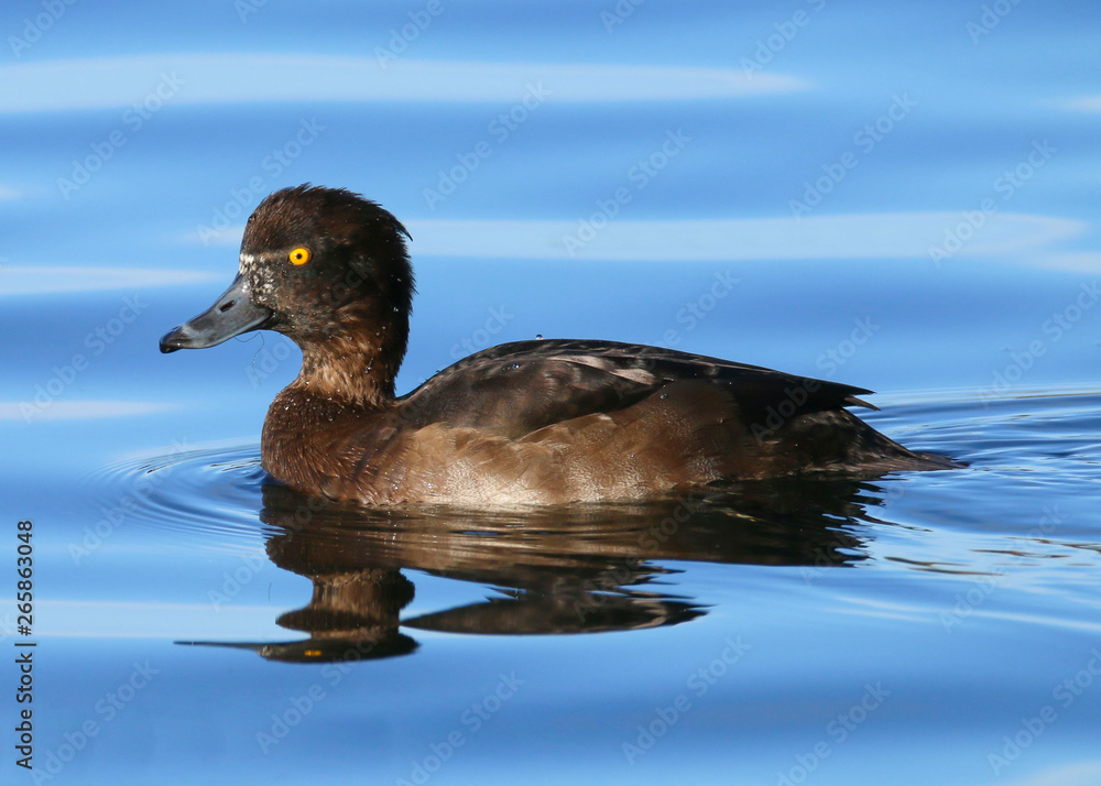 A tufted duck (Aythya fuligula) female swimming on lake, Taken in Cardiff, South Wales, UK A tufted duck (Aythya fuligula) female swimming on lake, Taken in Cardiff, South Wales, UK