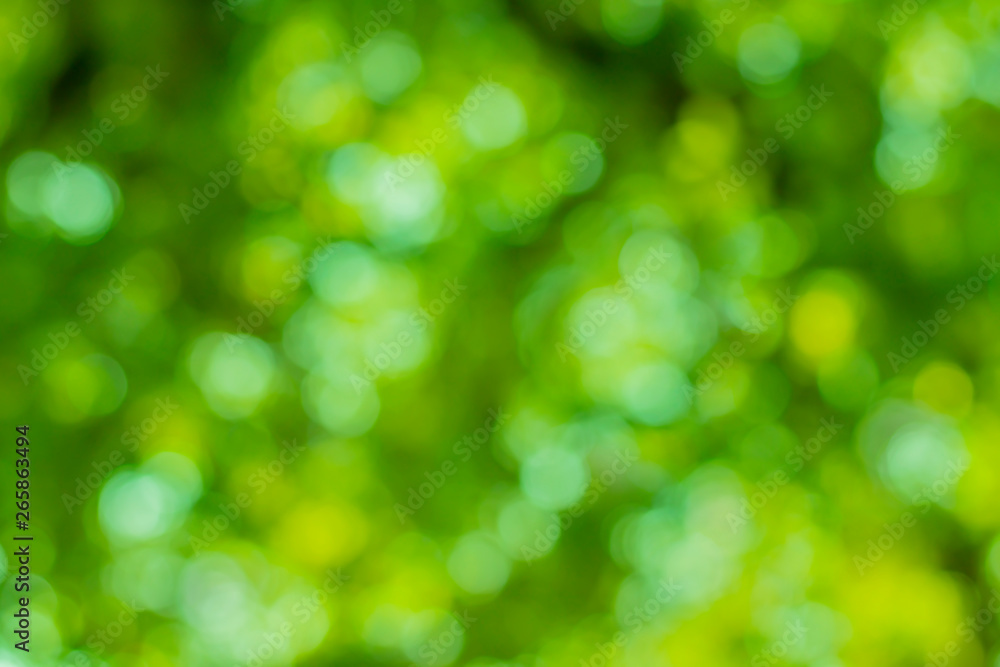 Green leaf bokeh from the sun shining through the outdoor forest. Bokeh background