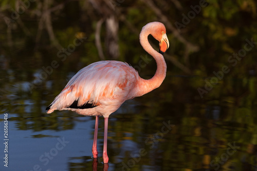 Caribean (American) flamingo in the lagoons of Puerto Villamil of Isabela Island, Galapagos. © Gunnar