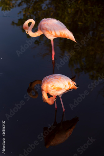 Caribean (American) flamingo in the lagoons of Puerto Villamil of Isabela Island, Galapagos.