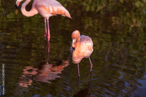 Caribean  American  flamingo in the lagoons of Puerto Villamil of Isabela Island  Galapagos.