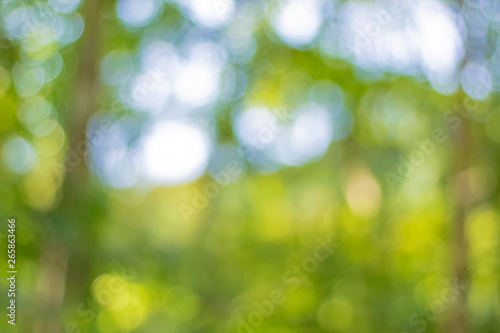 Bokeh, leaf blur, light shining through green leaves, background
