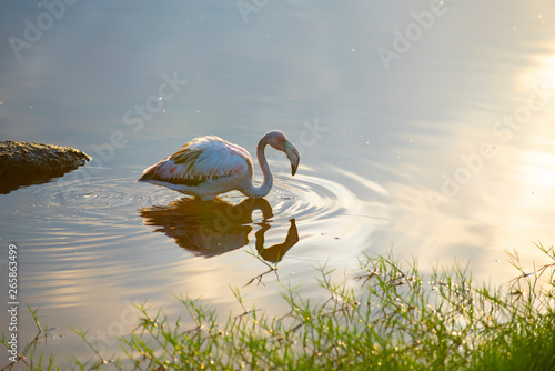 Caribean (American) flamingo in the lagoons of Puerto Villamil of Isabela Island, Galapagos.