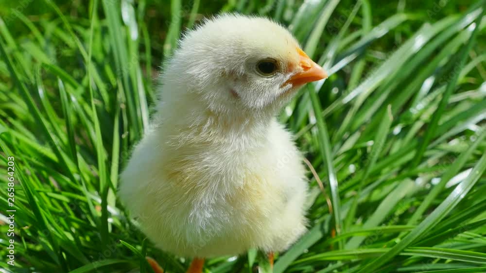 Freshly hatched fluffy chicken against a background of green grass. Yellowrock in the garden in nature. Freshly hatched fluffy chicken against a background of green grass. Yellowrock in the garden in nature.
