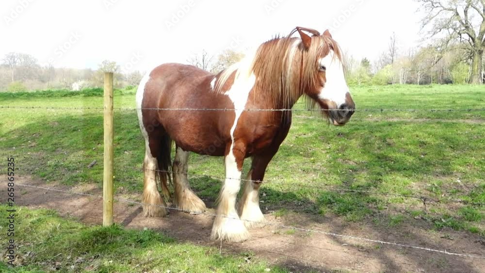 A horse standing watching passers by A horse standing watching passers by