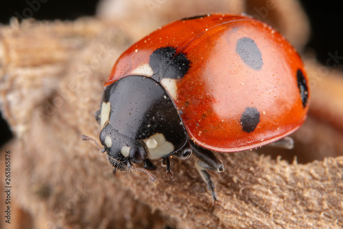 Tiny red ladybug with 4 spots on brown leaf