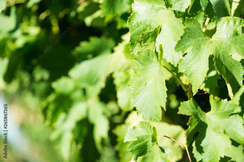 Green leaves of grapes at sunlight. Green leaves of grapes at sunlight.