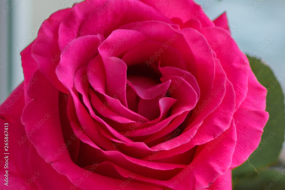 Delicate pink rose Bud on blurred background Closeup Delicate pink rose Bud on blurred background Closeup