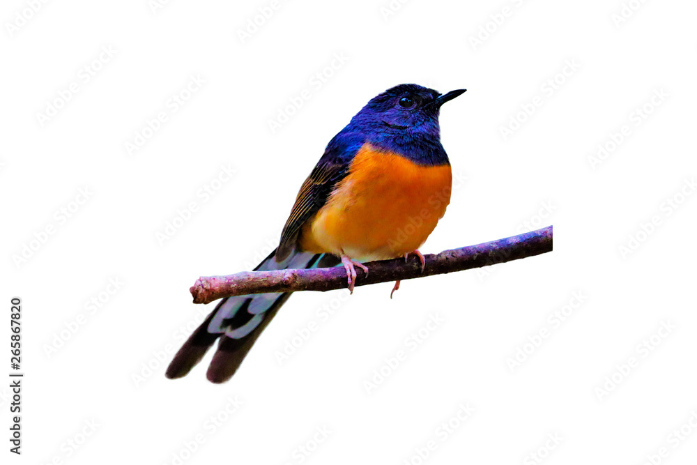Obraz premium White-rumped Shama on the branch on white background