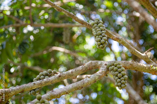 longkong vitamin fruite on tree branch