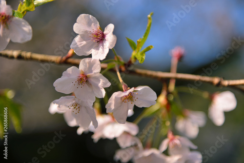 【神奈川県】横須賀市　諏訪大神社の桜