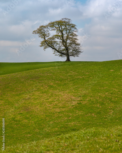 Lone Tree Landscape