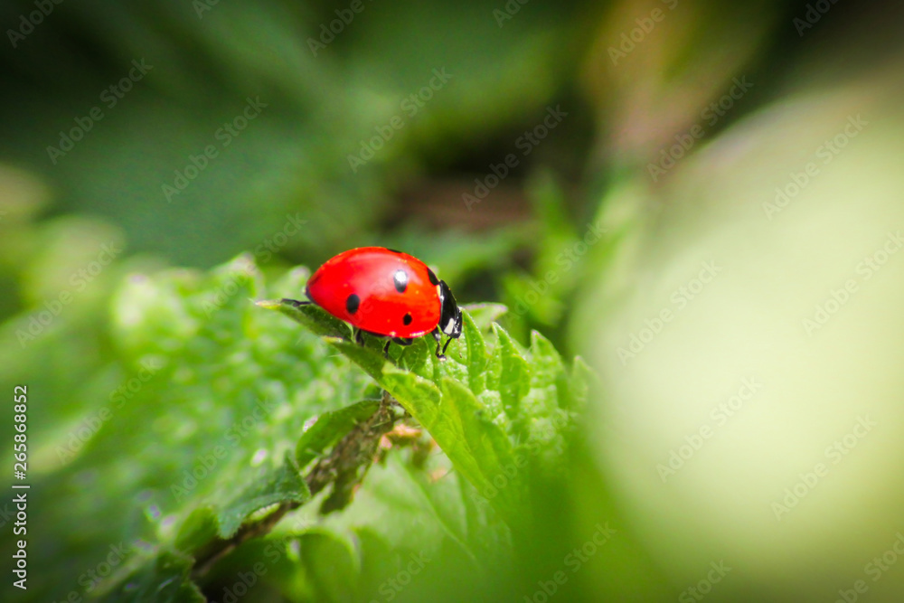 Beautiful ladybug on leaf isolated on green defocused background Beautiful ladybug on leaf isolated on green defocused background