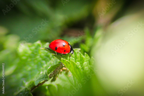 Beautiful ladybug on leaf isolated on green defocused background © katrin888