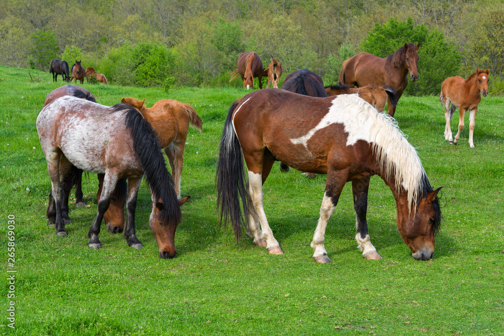 A herd of horses grazing on a green mountain meadow in Strandzha mountain, Bulgaria A herd of horses grazing on a green mountain meadow in Strandzha mountain, Bulgaria