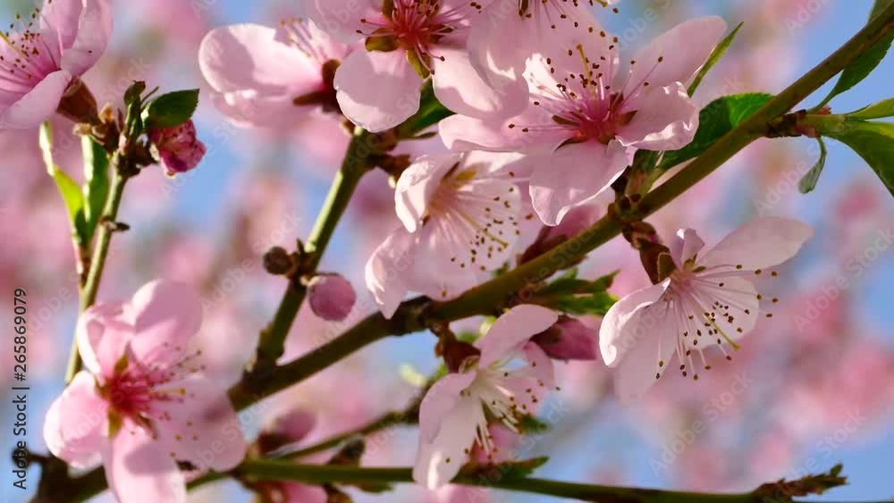 Beautiful bloom on the branches of a peach tree. Spring in the garden. Pink flowers against the blue sky. Beautiful bloom on the branches of a peach tree. Spring in the garden. Pink flowers against the blue sky.