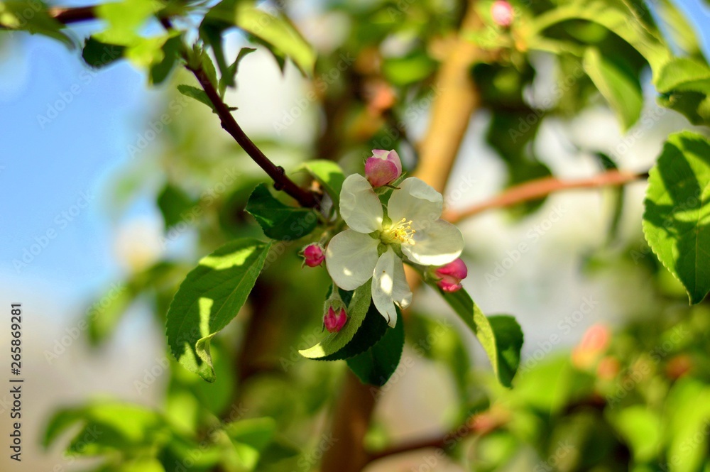 Obraz premium Apple blossoms