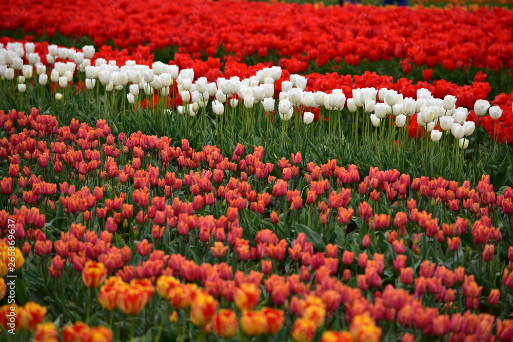 Mixed Tulips at Wooden Shoe Tulip Festival in Woodburn Oregon