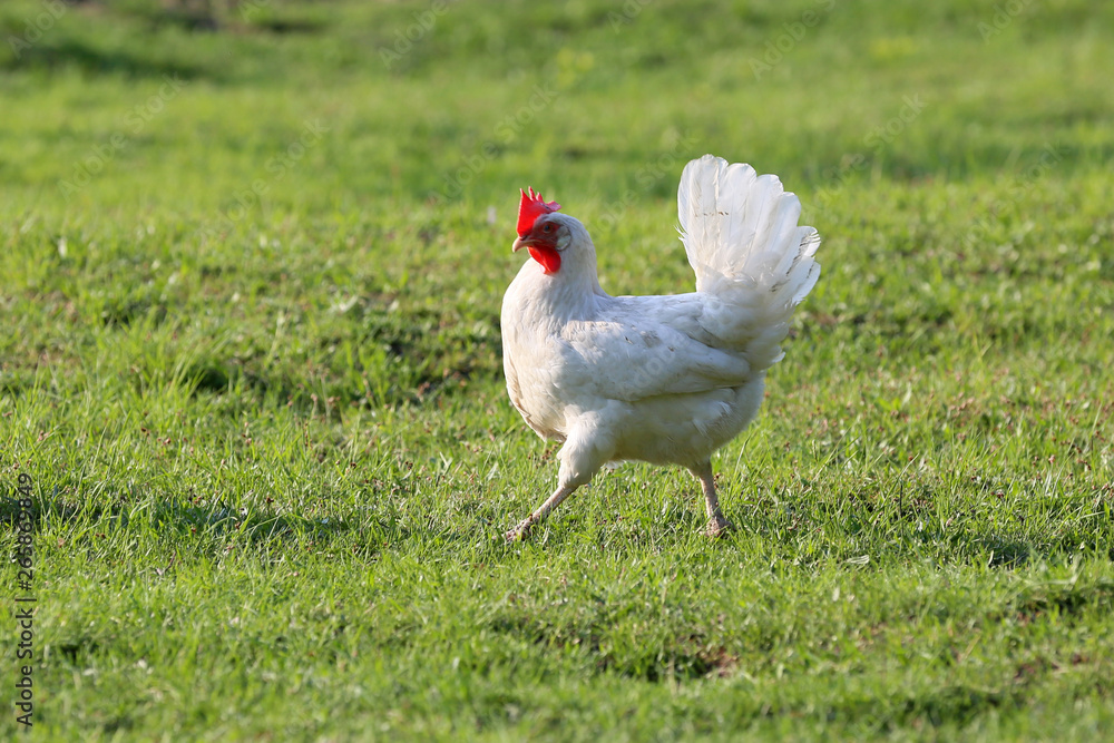 There must be chickens in the countryside on every farm There must be chickens in the countryside on every farm
