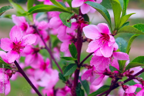 Blurred Pink Colors Of Nature. Small Pink Blooming Flowers. Flowers, Nature, Botanical Concept.