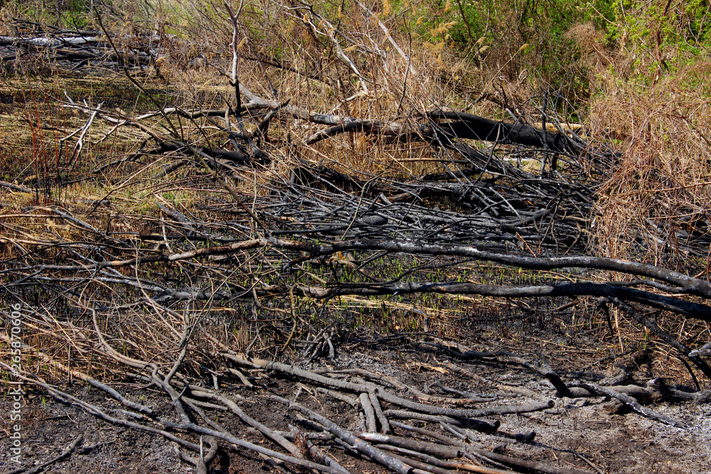 Cropped Shot Of A Burnt Wood. Burnt Trees On The Ground After A Forest Fire. Nature, Forest Fires, Environmental Protection Concept. Cropped Shot Of A Burnt Wood. Burnt Trees On The Ground After A Forest Fire. Nature, Forest Fires, Environmental Protection Concept.