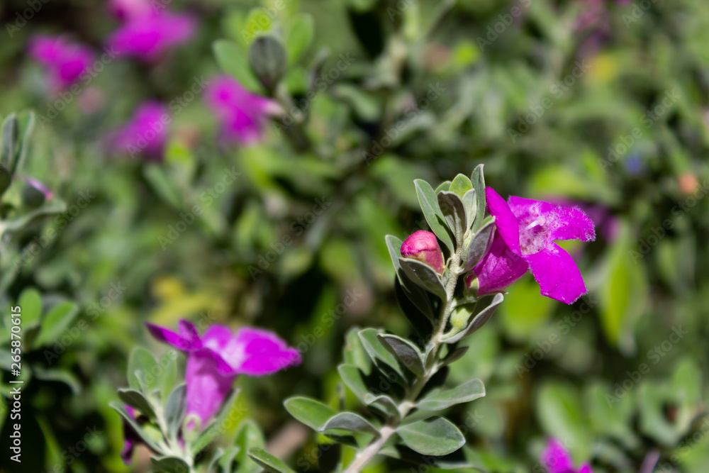 Close up of some small purple flowers (browallia speciosa) Close up of some small purple flowers (browallia speciosa)