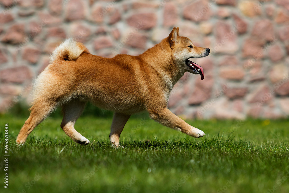 Japanese Shiba Inu dog on the green grass