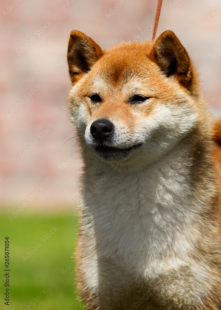 Japanese Shiba Inu dog on the green grass Japanese Shiba Inu dog on the green grass