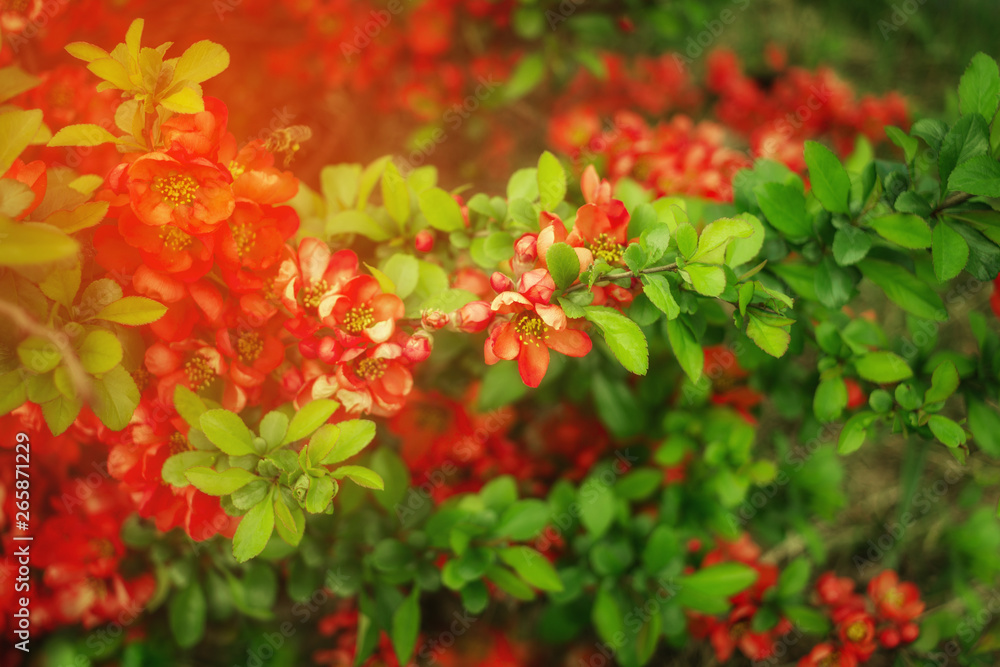 spring background with blooming Japanese quince Bush. branches with red flowers close-up.