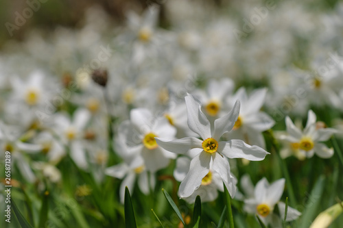 Beautiful white narcissus flowers in Plavski rovt © Vesna