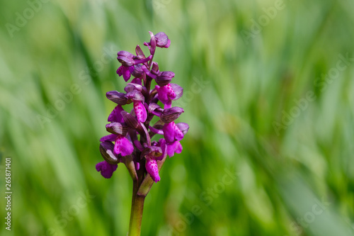 Fototapeta Naklejka Na Ścianę i Meble -  Beautiful pink southern marsh orchid in the grass