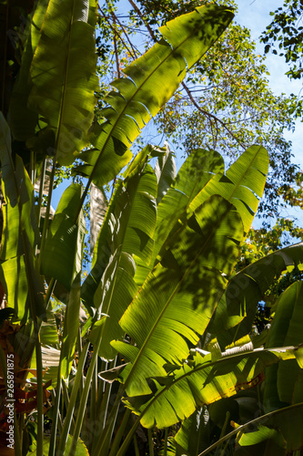 banana tree leafs receiving sunlight in the jungle