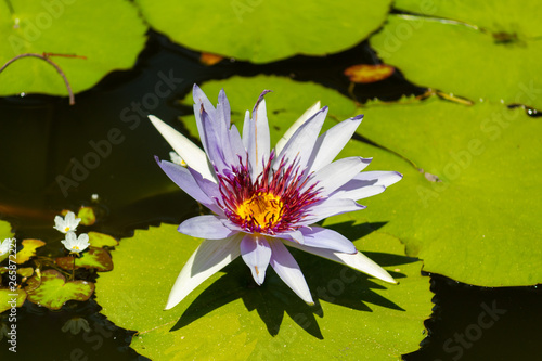 Beautiful sacred lotus flowers on a pool in public botanic garden on Culiacan  Sinaloa  Mexico