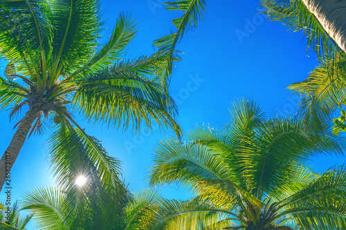 Coconut Palm trees. Tropical background.