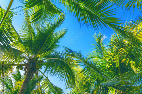 Coconut Palm trees. Tropical background.
